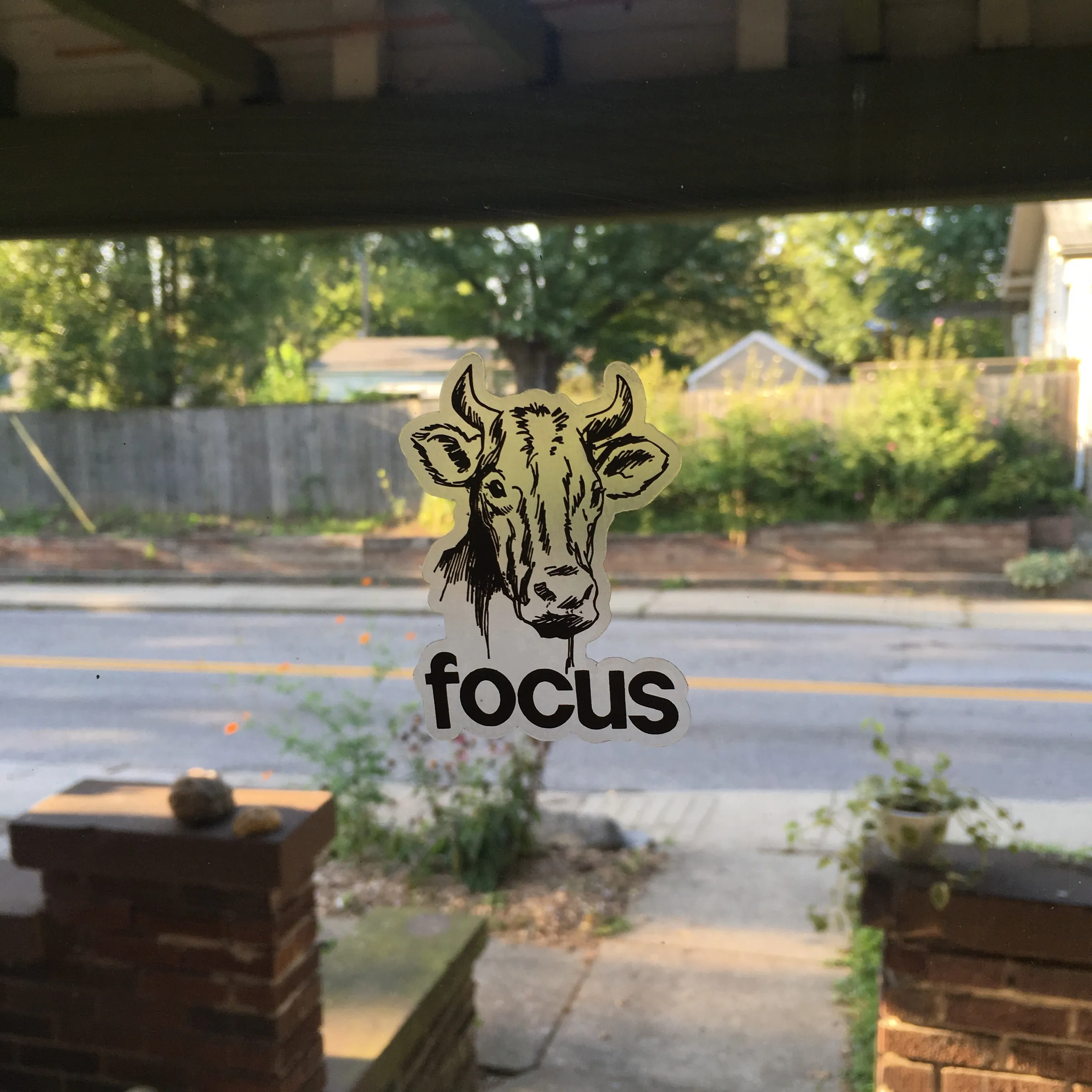 Focus Cow Sticker