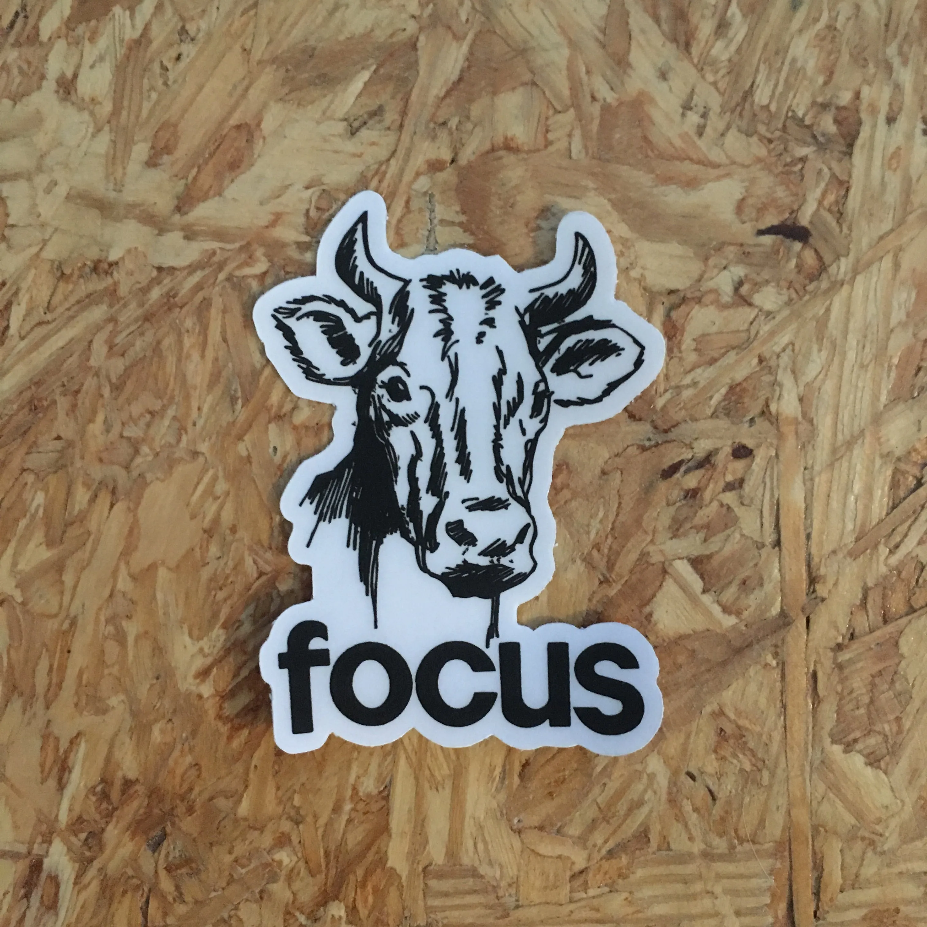 Focus Cow Sticker